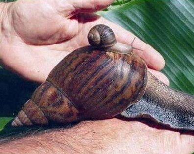 雌雄同体的动物