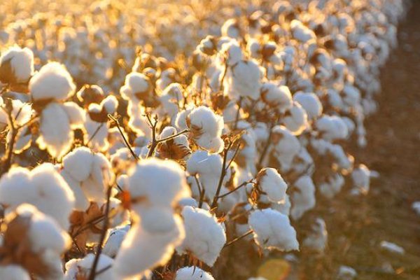 马克隆值是什么意思