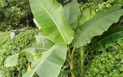 《雨打芭蕉闲听雨》全诗是什么？
