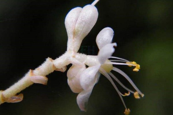 “杜若衡芜”是什么意思？有什么典故么？