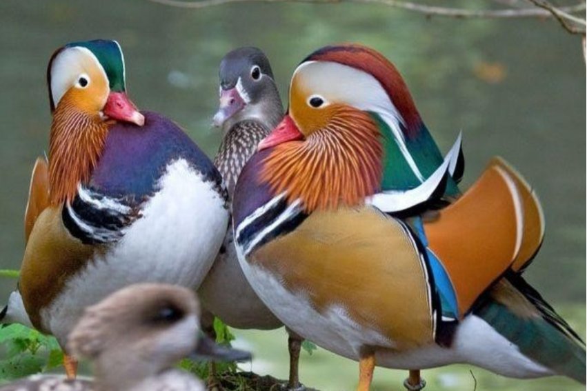 鸯组两个词三年级下册