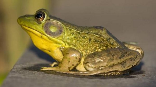 青蛙的本领是什么？