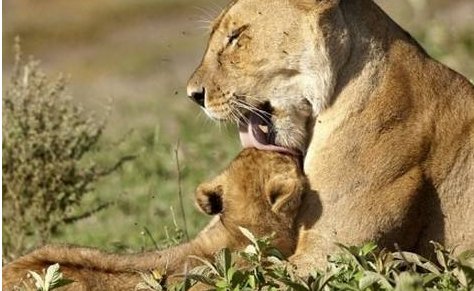 手术失败原因是什么？