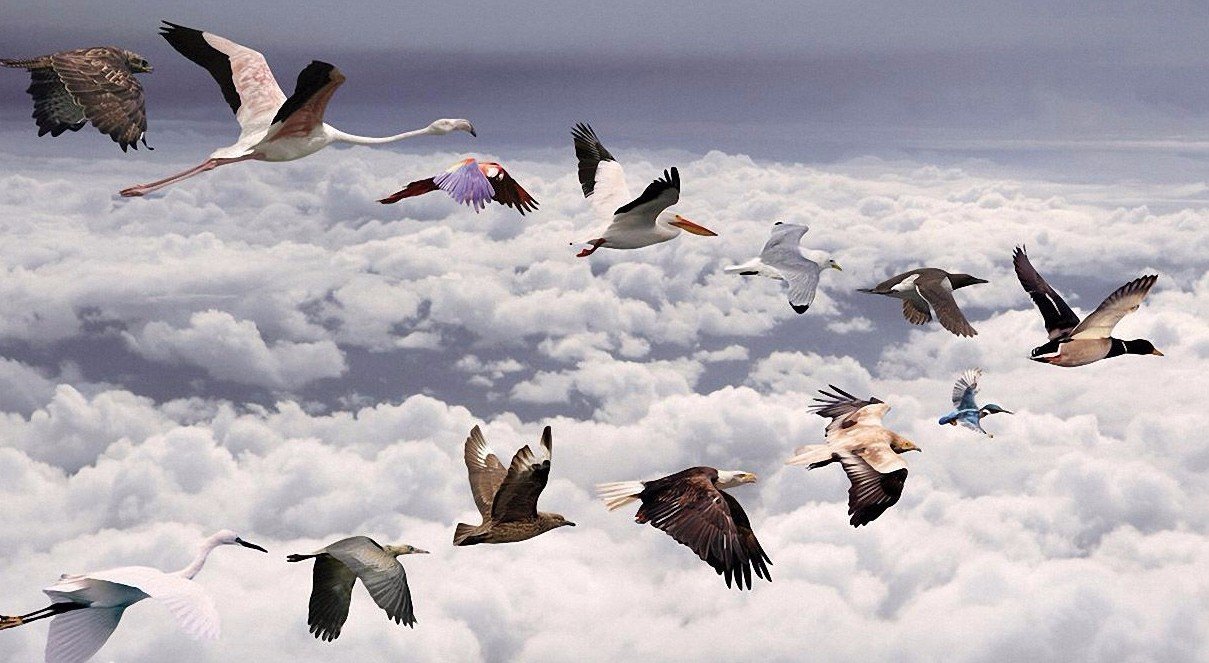 迁徙和迁移的区别