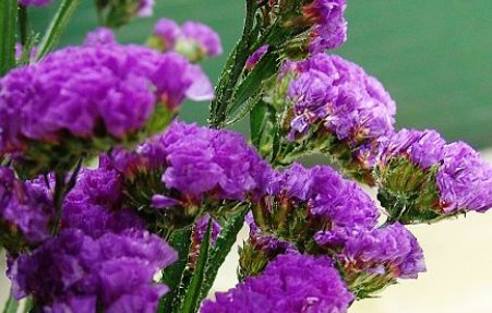 花语是救赎的花