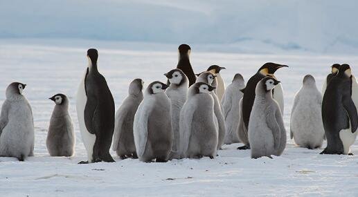 物种和种群的区别