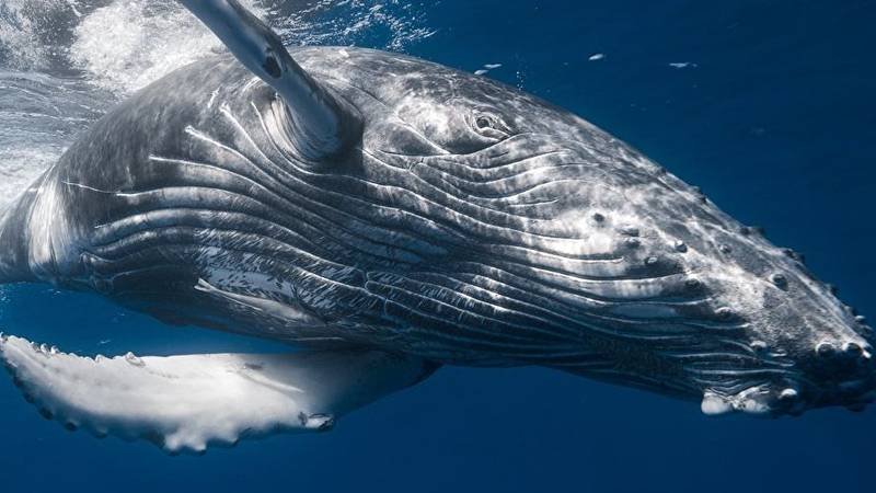 鲲是哪种动物？