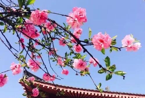 能开二月花全诗