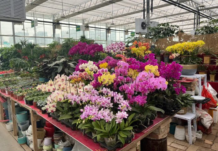 福州花鸟市场在哪？