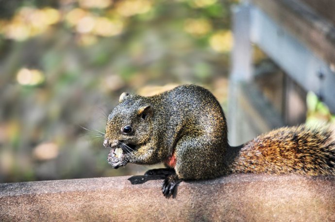 乌鸦喜谀的译文