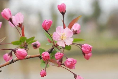 解释一下 “草木有本心，何求美人折” 的意思?