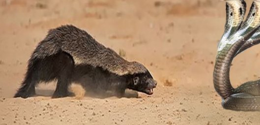 眼镜王蛇的天敌是什么?