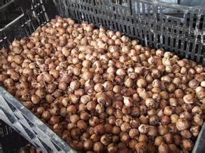 这是什么花的根部