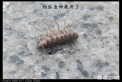 这虫子学名谁知道？