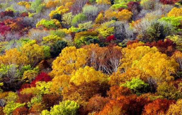 层林尽染的意思