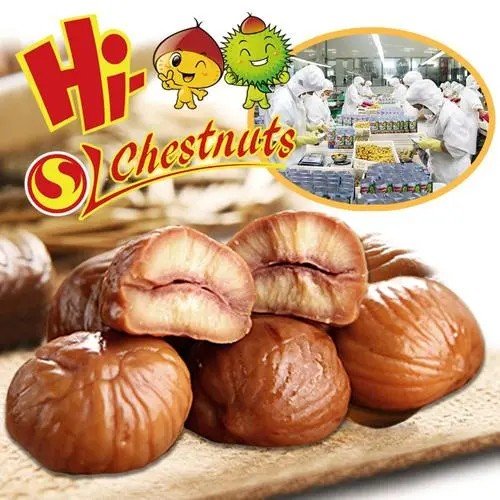 chestnut怎么读