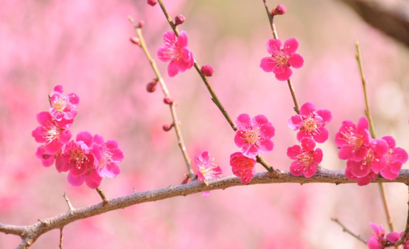 折花逢驿使，寄与陇头人的全诗