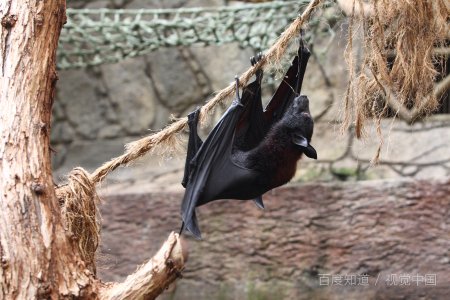 蝠的组词和部首