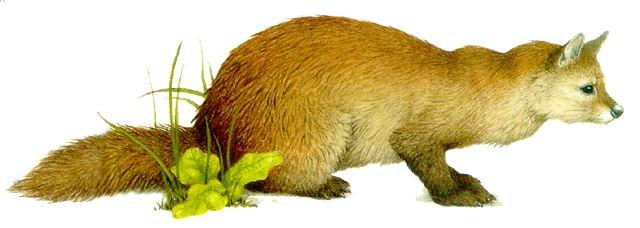 貂鼠的保护级别