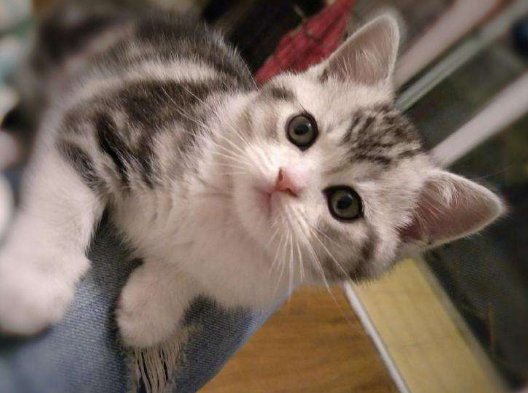 起司猫是什么品种的猫？