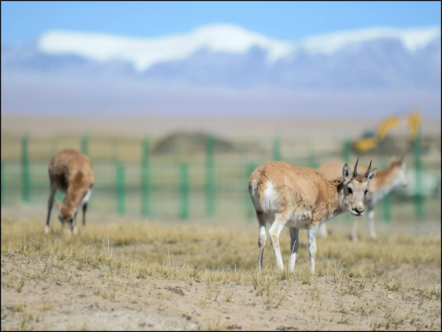 中国四大无人区是哪四个地方