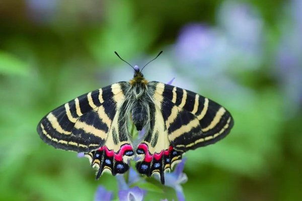 蝴蝶有什么特点
