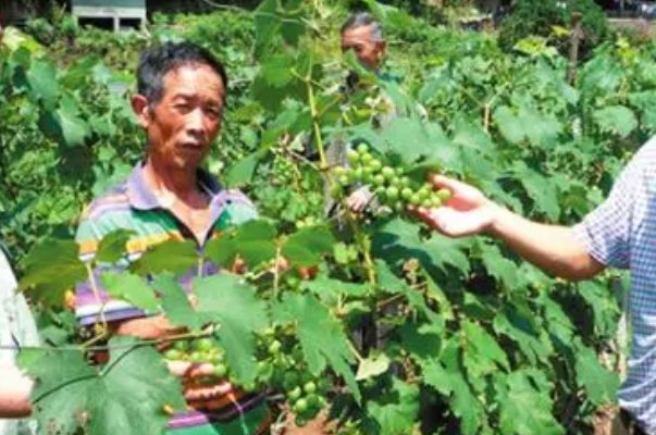 立本是什么意思