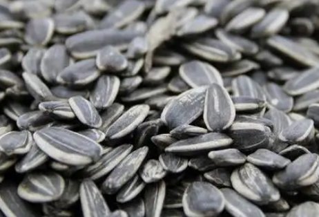 瓜子别名叫什么