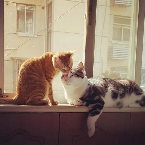 《爱在瘟疫蔓延时》这部书，你认为它所表达的意思是什么？