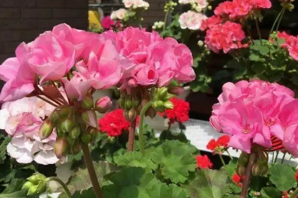 苍蝇的克星是什么