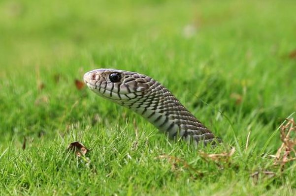 春风桃李又开花准确生肖
