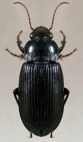 家里发现黑甲虫，目测像是中华婪步甲，如何消灭？这玩意凶残起来伞都啃！太可怕了！