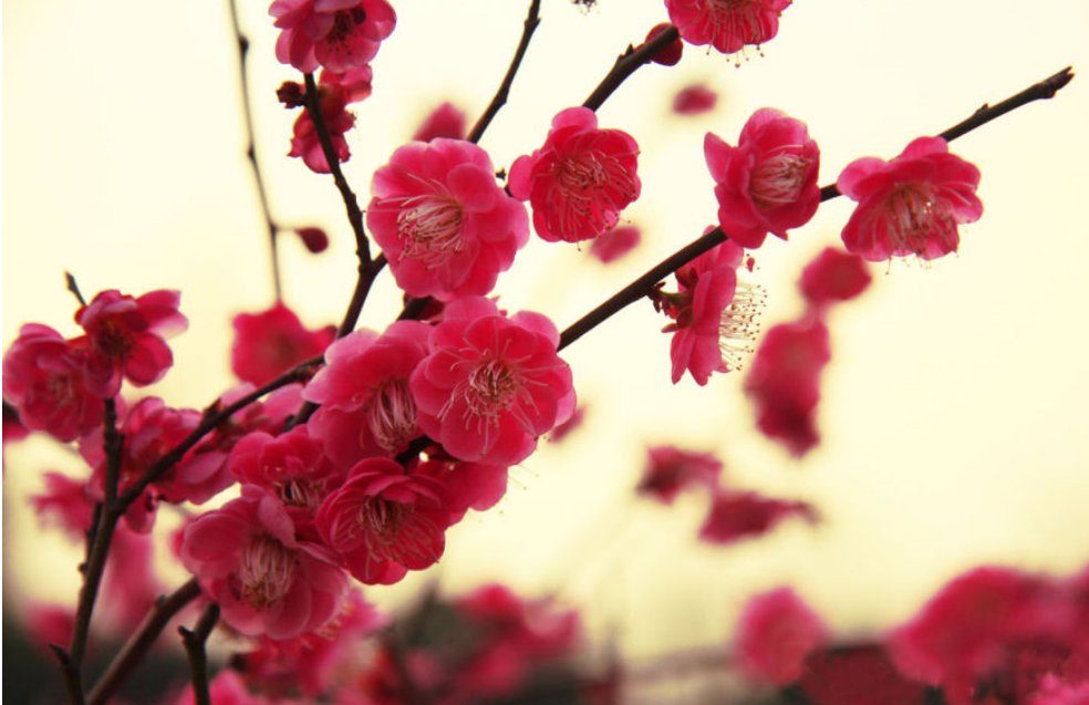 秉性是什么意思？梅花的秉性指什么？