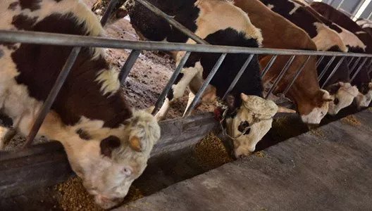 畜牧养殖需要办理什么手续