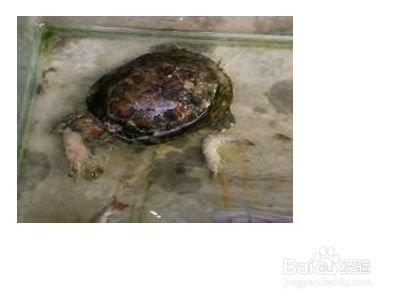 金线石板龟怎么饲养？