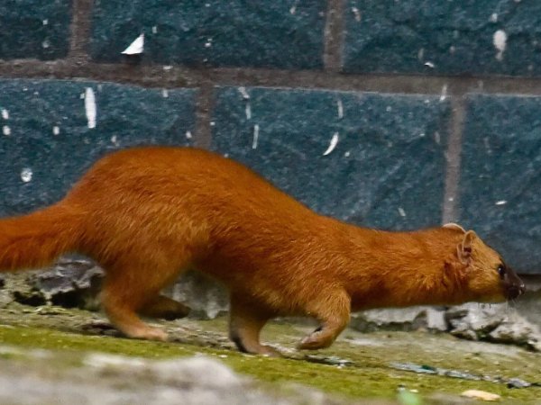 看到黄鼠狼什么预兆