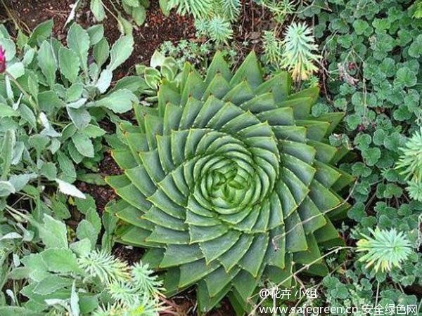 多叶芦荟的介绍