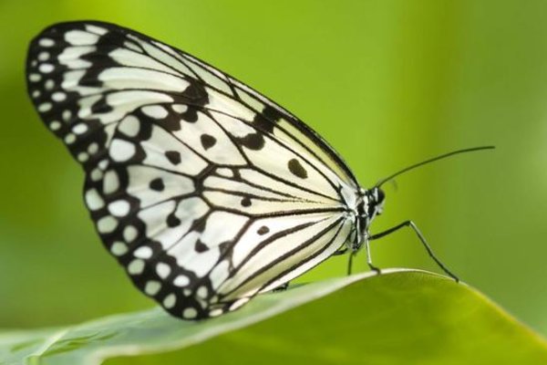 蝴蝶有什么特点