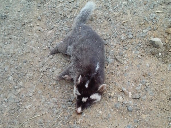 看到黄鼠狼什么预兆