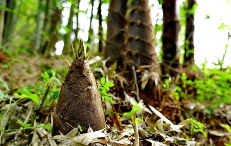 雨后春笋造句比喻句子