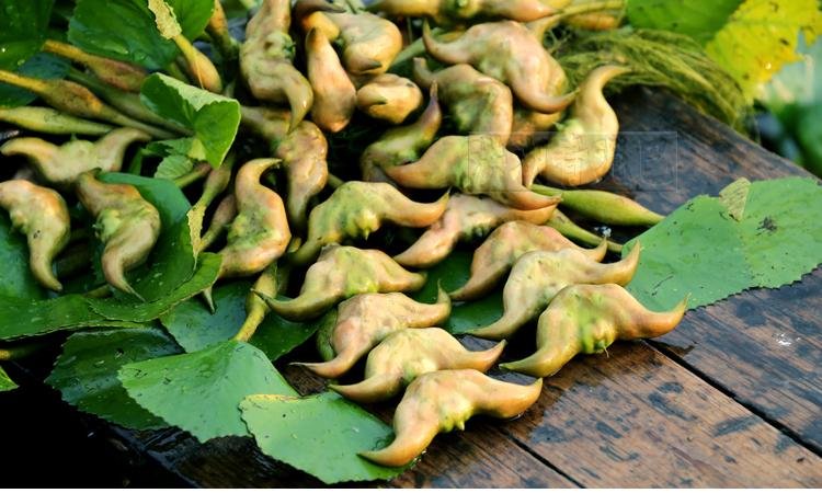 泮塘五秀是指什么？