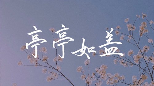 亭亭如盖是褒义还是贬义