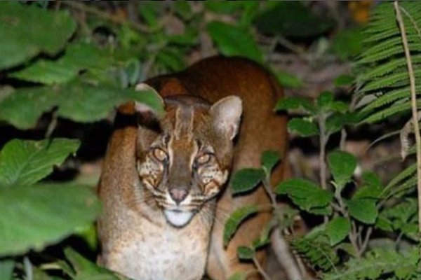 大熊猫有哪些天敌？