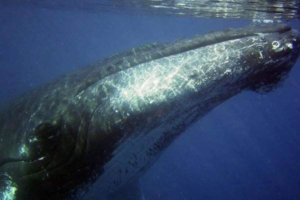 鲲是哪种动物？