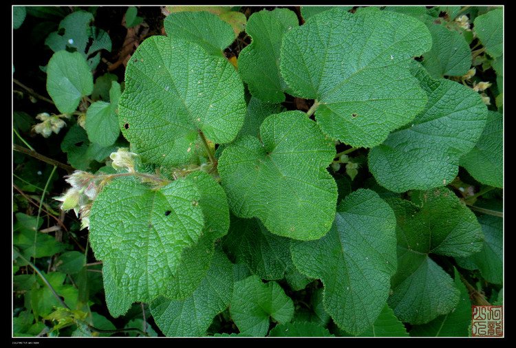 粗叶悬钩子的栽培技术