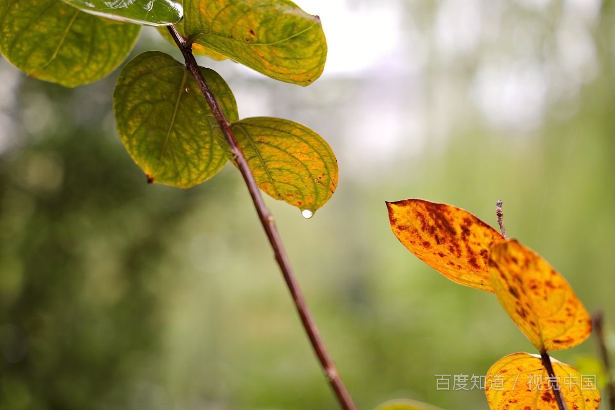 关于秋雨的诗句有哪些