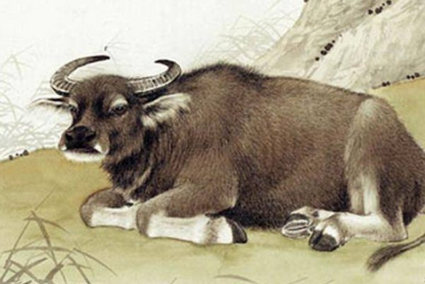 故地重游打一动物生肖