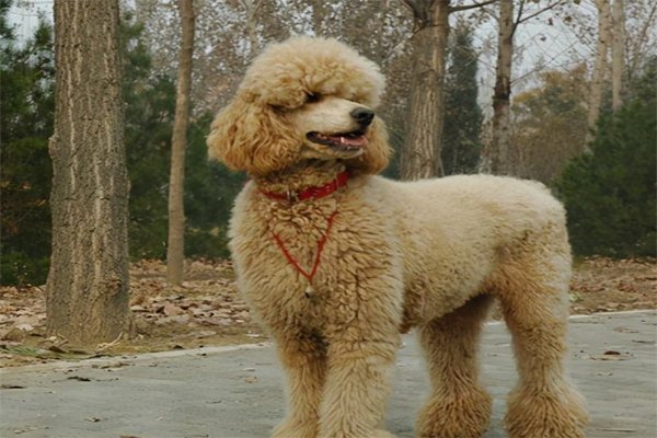 巨贵犬优点和缺点