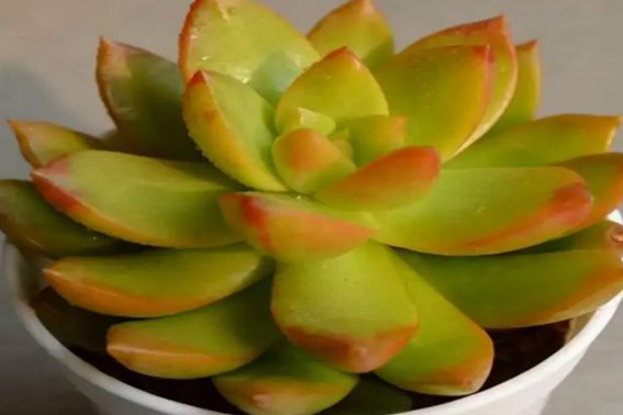 黄色系多肉有哪些品种