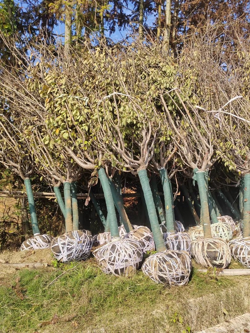 樱花什么时候开花